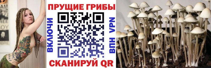 Галлюциногенные грибы Psilocybine cubensis  Кириши 
