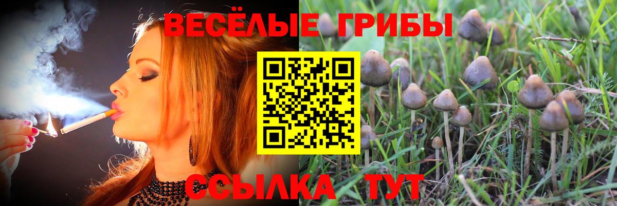 Псилоцибиновые грибы GOLDEN TEACHER Кириши